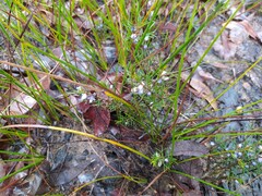 Cyanothamnus ramosus