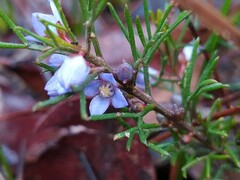Cyanothamnus ramosus