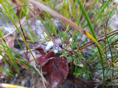 Cyanothamnus ramosus