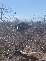 Fregata magnificens magnificens