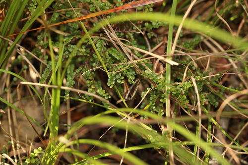 Image of Bossiaea buxifolia by (c) Greg Tasney, some rights reserved (CC BY-SA)