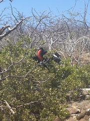 Fregata magnificens magnificens