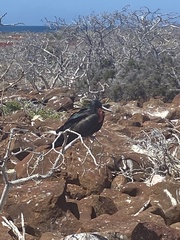 Fregata magnificens magnificens
