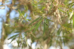 Melaleuca groveana