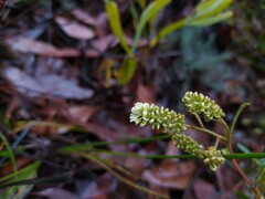 Grevillea synapheae