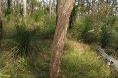 Melaleuca groveana