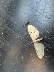 Eupithecia assimilata