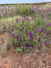 Swainsona pterostylis