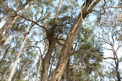 Melaleuca groveana