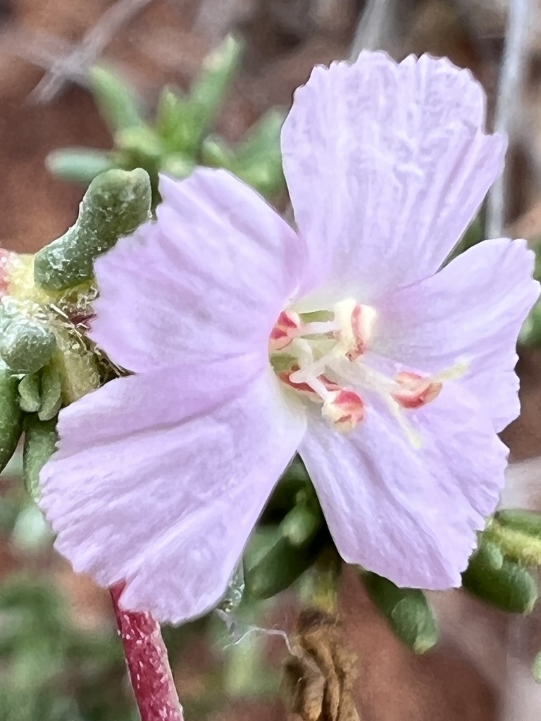 Frankenia ambita