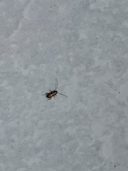 Periplaneta australasiae