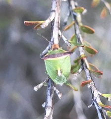 Cuspicona apothoracica