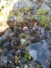 Erigeron eriocephalus