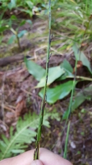 Costularia melicoides