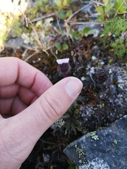 Erigeron eriocephalus