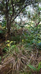 Costularia melicoides