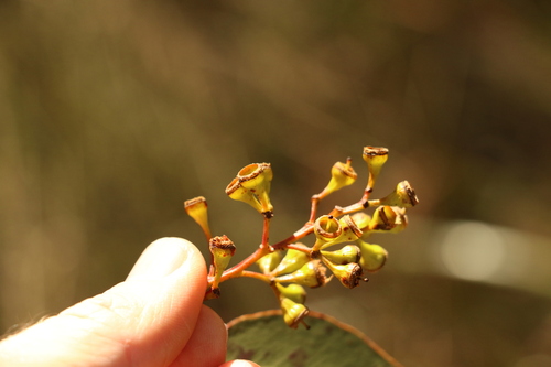 Image of Eucalyptus dura by (c) Greg Tasney, some rights reserved (CC BY-SA)