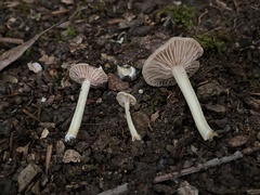 Entoloma