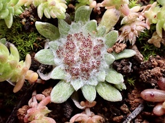 Chthonocephalus pseudevax