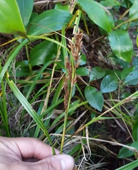 Carex wahlenbergiana