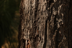 Eucalyptus dura