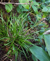 Carex wahlenbergiana