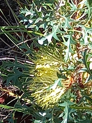 Banksia armata