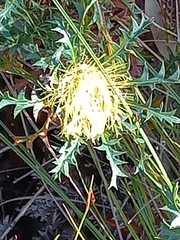 Banksia armata