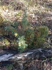 Banksia armata
