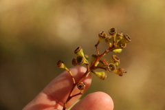 Eucalyptus dura