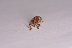 Orthorhinus