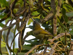 Anabathmis reichenbachii