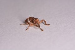 Orthorhinus