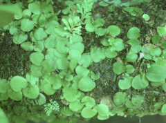 Pyrrosia nummulariifolia