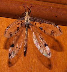 Dendroleon pantherinus