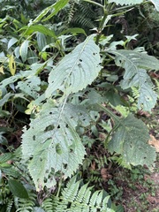 Brillantaisia owariensis