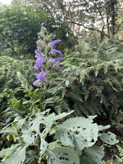 Brillantaisia owariensis