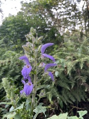 Brillantaisia owariensis