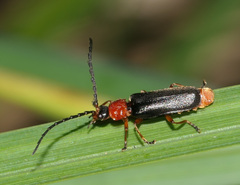 Silis ruficollis