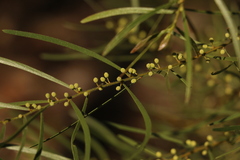 Acacia viscidula