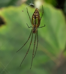 Leucauge undulata