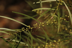 Acacia viscidula