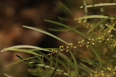 Acacia viscidula