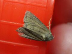 Photedes minima