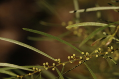 Acacia viscidula