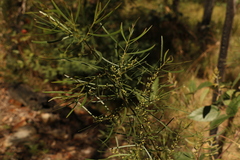 Acacia viscidula