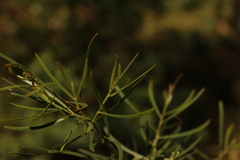 Acacia viscidula