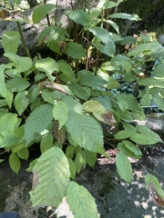 Carpinus orientalis