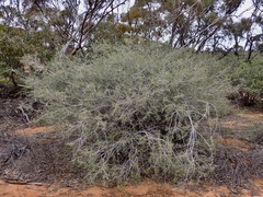 Acacia nyssophylla