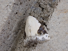 Eublemma ecthaemata